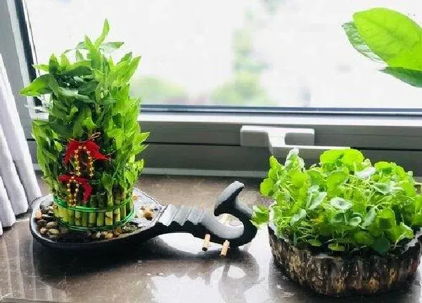 植物移栽|竹子上盆时间与养护方法