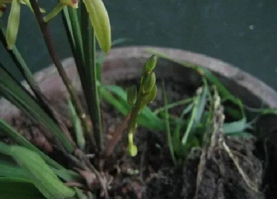 种植管理|买回来的兰花怎么栽种 刚买的兰花种植方法