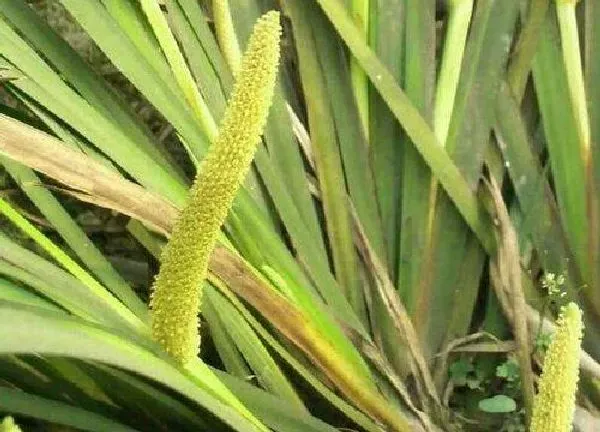 养殖方法|石菖蒲可以水培吗