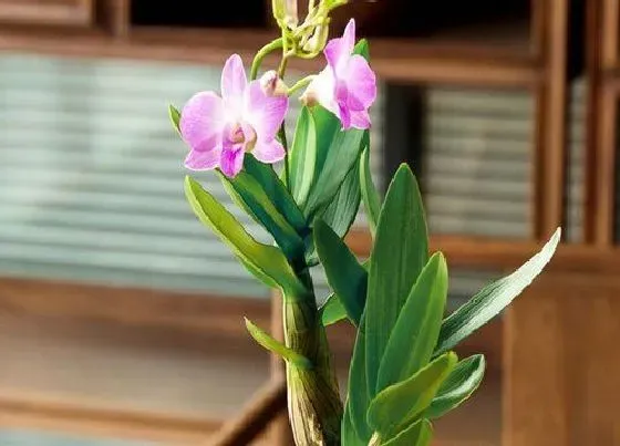 开花时间|石斛多久开花一次