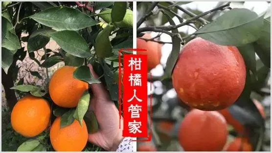 血橙哪个品种最好,甜度高，成熟早 | 种植资料