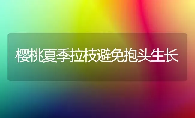 樱桃夏季拉枝避免抱头生长 | 瓜果种植