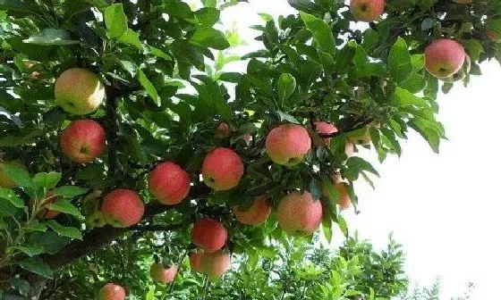 喷药|苹果树打什么药长得好又高产