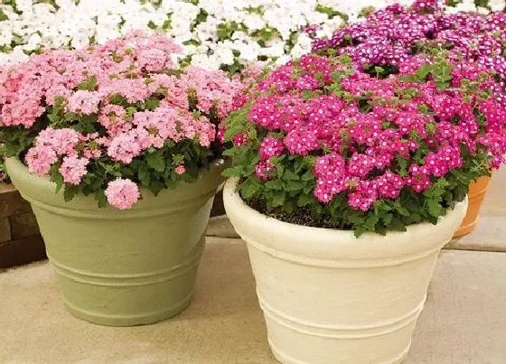 植物播种|美女樱种子什么时候播种最好