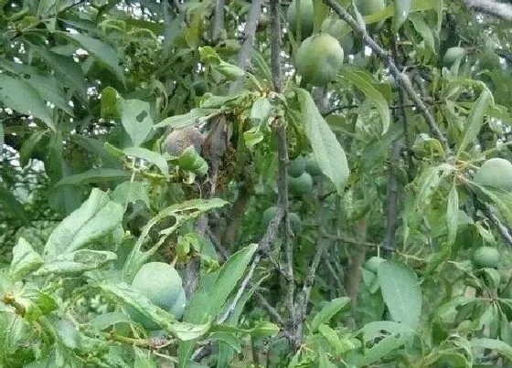 风水百科|院子里种李子树风水好不好 庭院种李子树寓意
