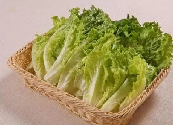 食用须知|宠物狗狗可以吃生菜吗