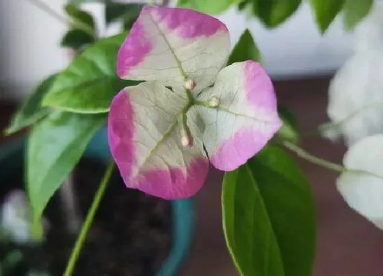 植物种类|最漂亮的三角梅有哪几个品种（最好看值得拥有的三角梅）