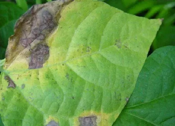 植物病害|菜豆炭疽病的发病原因及治疗方法