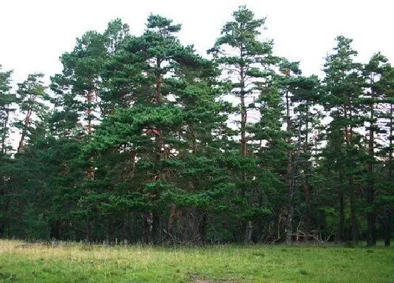 植物排行|珍稀动植物有哪些