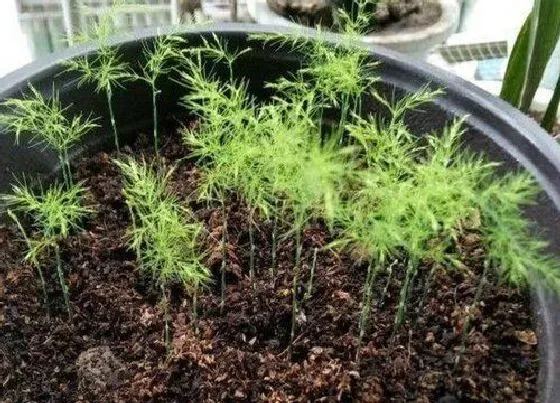 植物播种|文竹种子怎么种植
