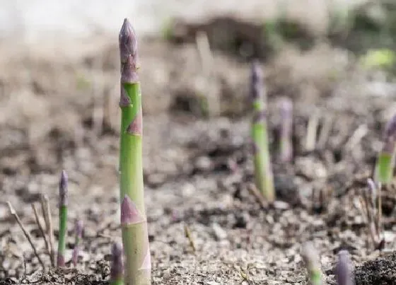 种植管理|芦笋什么时候种植最好 南方芦笋种子几月份播种合适