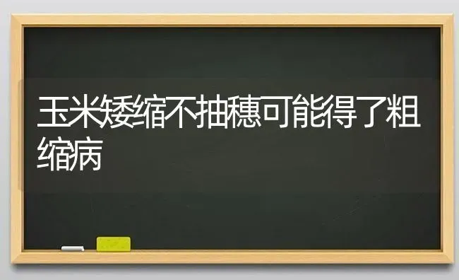 玉米矮缩不抽穗可能得了粗缩病 | 粮油作物种植