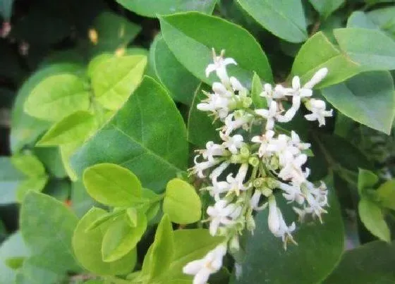 植物百科|黄杨会开花吗 是不是开花植物