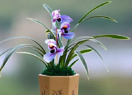 花之最|传说中最神秘的花 世界上最神奇的花有哪些