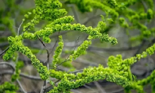 风水百科|坟墓边栽什么花草最佳（坟地周围种什么花草对子孙影响好）