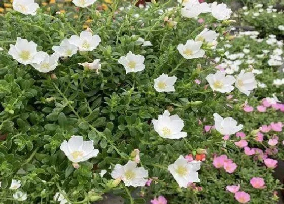 种植方法|太阳花授粉时间与方式方法
