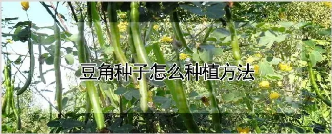 豆角种子怎么种植方法 | 自然知识