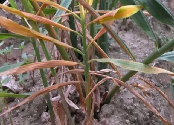 植物病害|生姜花叶病症状及防治方法