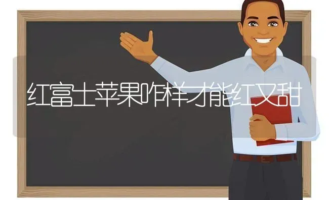 红富士苹果咋样才能红又甜 | 瓜果种植