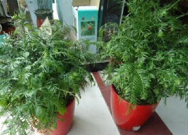 植物浇水|红豆杉盆景怎么浇水方法