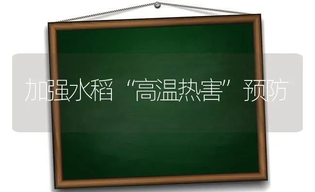 加强水稻“高温热害”预防 | 粮油作物种植