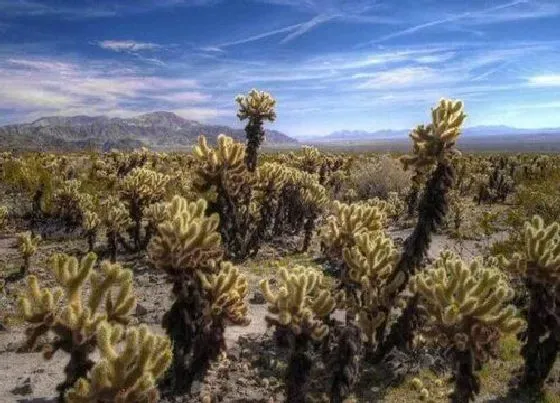 植物毒性|仙人树有毒吗 可以放在室内养吗