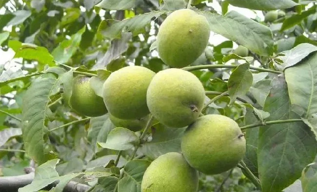 核桃干腐病的症状和防治措施介绍 | 种植技术