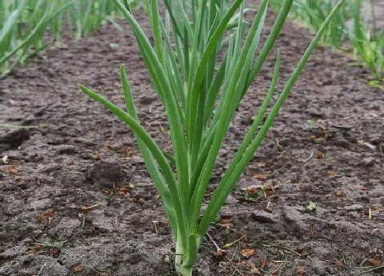 植物播种|葱怎么留种子 葱种子保存方法