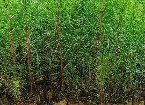 植物百科|云南松属于什么植物类型