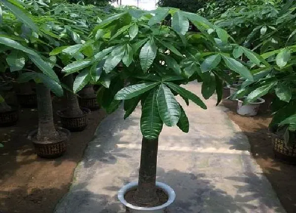 植物浇水|发财树多少天浇一次水