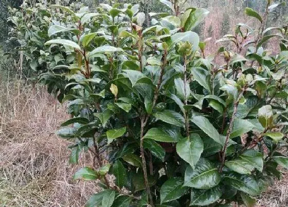 植物百科|茶花属于什么类植物 在分类上属于木本植物