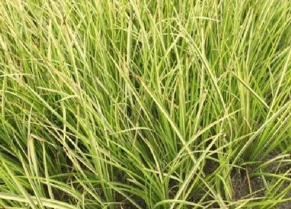 养殖方法|石菖蒲可以水培吗
