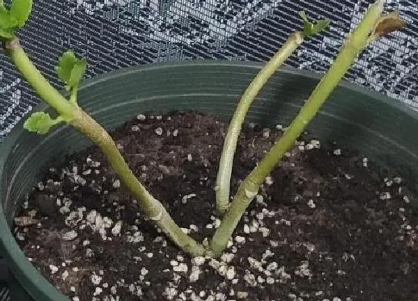 植物换土|长寿花怎么换土 换土换盆时间和方法