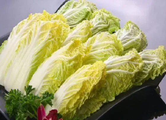 果实成熟|娃娃菜多久成熟 种多长时间成熟