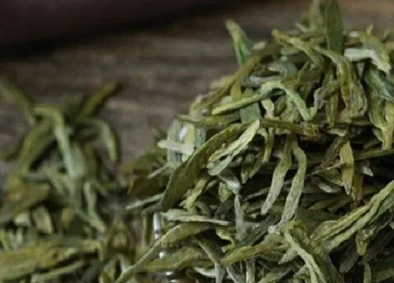 果实成熟|龙井茶采摘时间和收获季节
