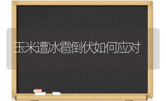 玉米遭冰雹倒伏如何应对 | 粮油作物种植