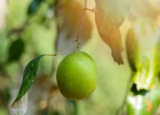 摆放风水|家里种枣树好不好
