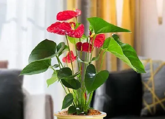 植物修剪|红掌开花后怎么修剪