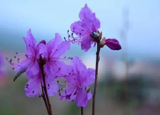 植物毒性|达达香有毒吗 可以放在室内养吗