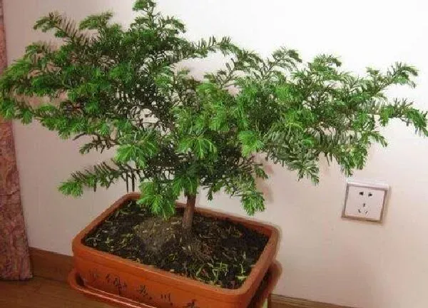 植物浇水|红豆杉盆景怎么浇水方法