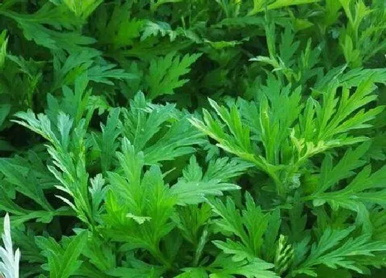 植物种类|茵陈和艾叶是同一种植物吗 不是同一种中草药