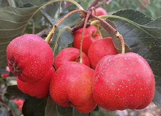 食用常识|山楂什么季节吃最好