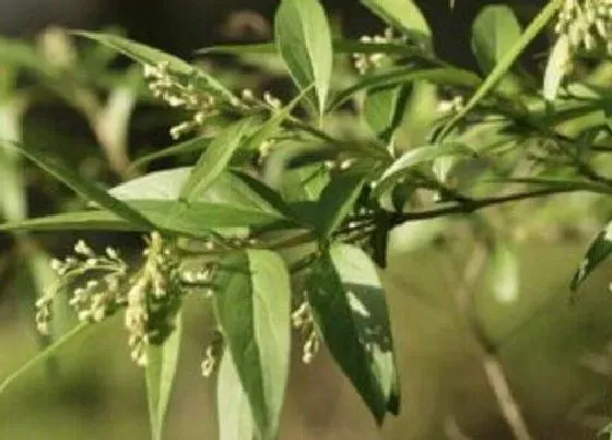 植物百科|雪柳是什么植物