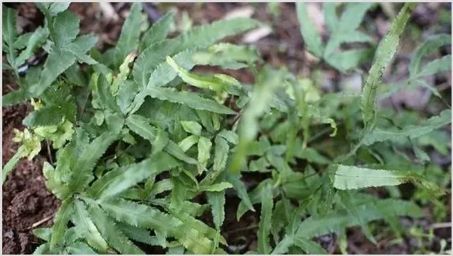 凤尾草栽培技术介绍 | 农业科普