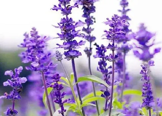 花语|薰衣草的花语是什么意思 象征了什么寓意