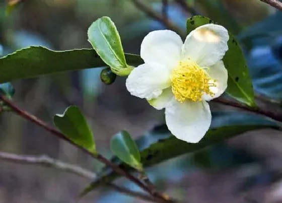 植物百科|茶树开花吗 花期多长时间