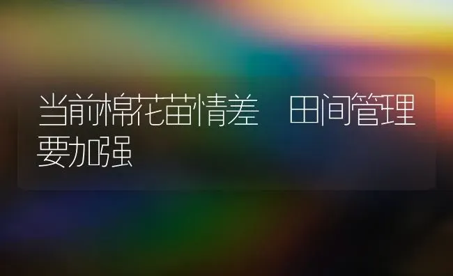 当前棉花苗情差 田间管理要加强 | 粮油作物种植