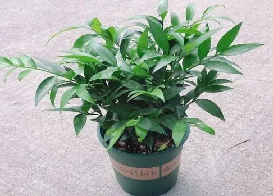 植物百科|竹柏一年能长多高