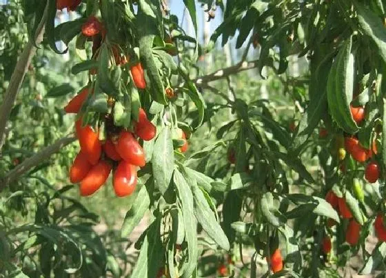 冬天植物|枸杞树耐寒多少度