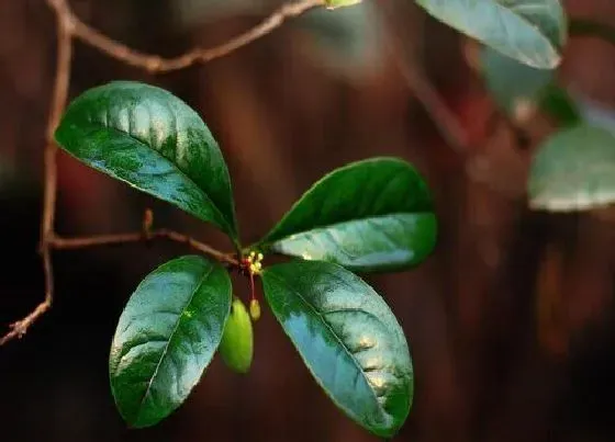 植物种类|树叶是植物吗 属于树木植物的营养器官